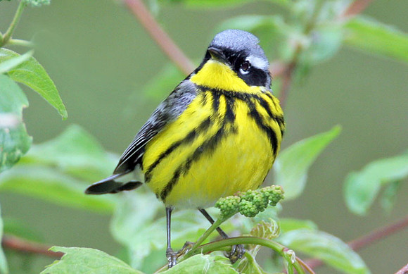 Magnolia Warbler (Dendroica magnolia)