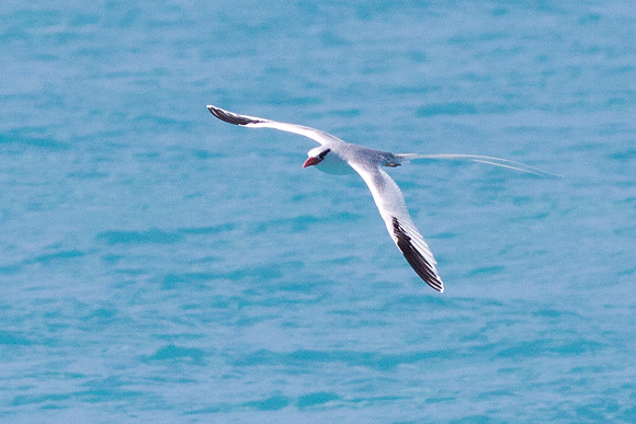 Red-billed Tropicbird (Phaethon aethereus)