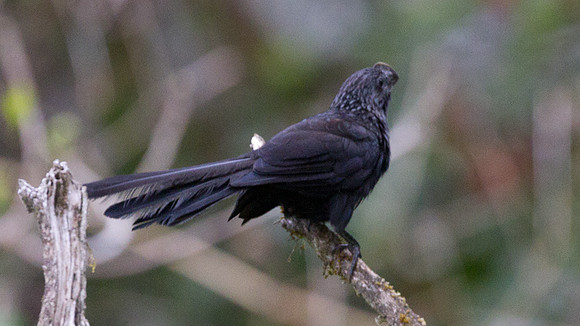 Groove-billed Ani (Crotophaga sulcirostris)