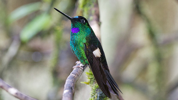 Buff-Winged Starfrontlet (Coeligena lutetiae)
