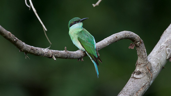Blue-throated Bee-eater (Merops viridis) juvenile