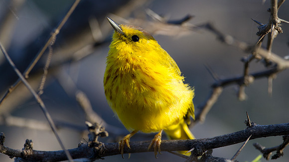 Yellow Warbler (Setophaga petechia)