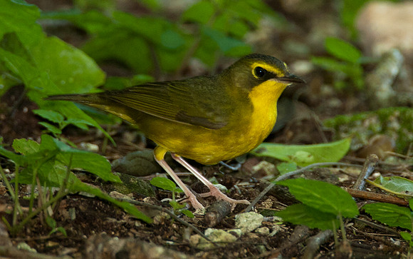 Kentucky Warbler (Oporornis formosus)
