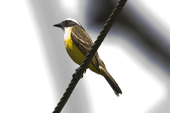 Social Flycatcher (Myiozetetes similis)