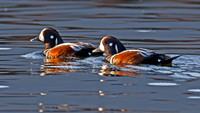 Harlequin Duck (Histrionicus histrionicus)