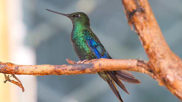 Great Sapphirewing (Pterophanes cyanopterus)