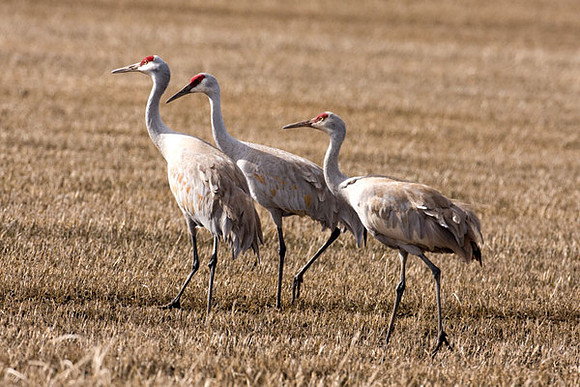Sandhill Crane (Grus canadensis)