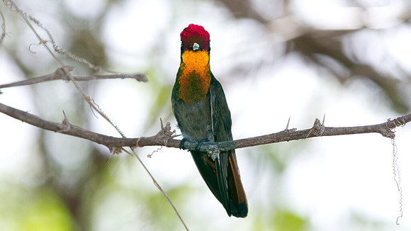 Ruby-topaz Hummingbird (Chrysolampis mosquitus) male