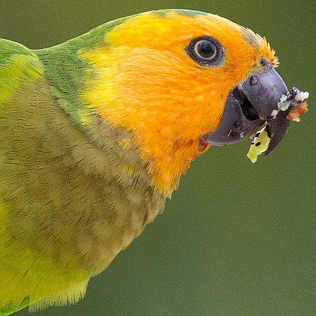 Brown-throated Parakeet (Aratinga pertinax)