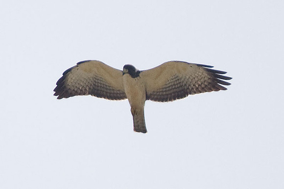 Short-tailed Hawk (Buteo brachyurus)
