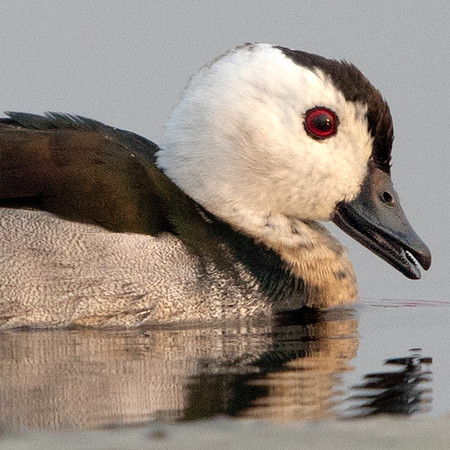 Cotton pygmy goose (Nettapus coromandelianus) Male