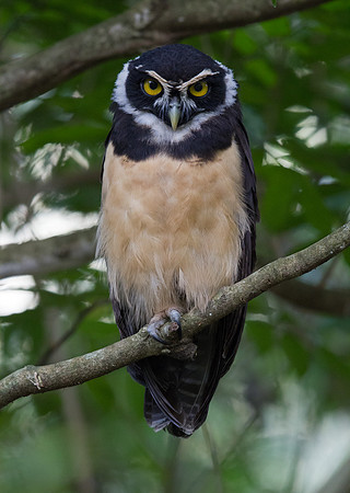 Spectacled Owl (Pulsatrix perspicillata)