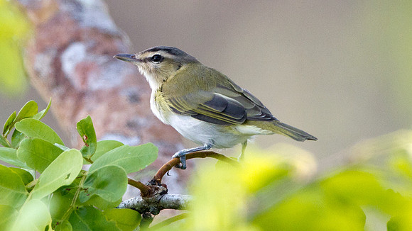 Red-eyed Vireo (Vireo olivaceus)