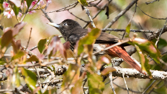 Maroon oriole (Oriolus traillii)