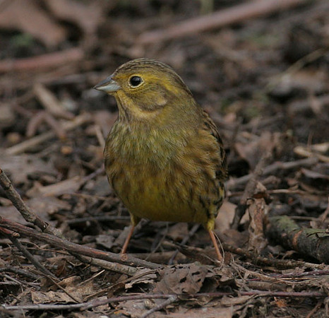 Yellowhammer (Emberiza citrinella)
