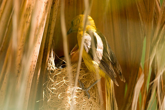Hooded Oriole (Icterus cucullatus) female