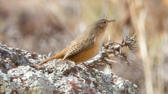 House Wren (Troglodytes aedon)