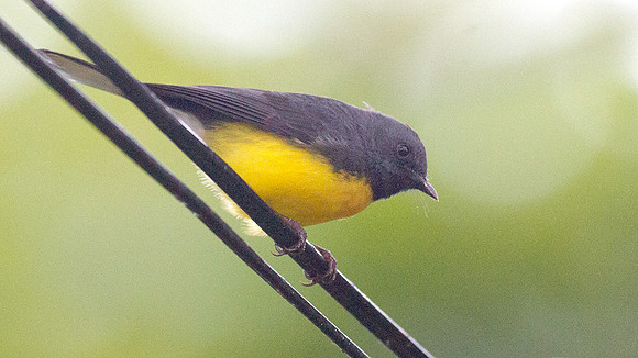 Slate-throated Whitestart (Myioborus miniatus)