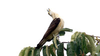 Yellow-headed Caracara (Milvago chimachima)