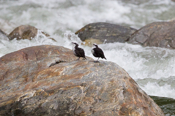 White-capped Dipper (Cinclus leucocephalus)