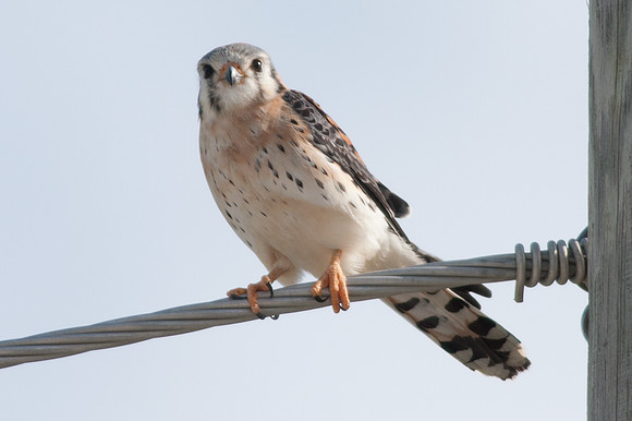 American Kestrel (Falco sparverius)