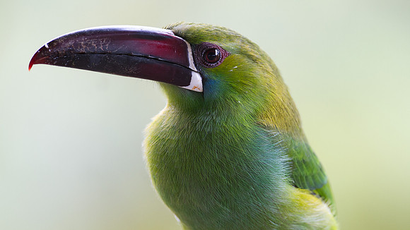 Crimson-rumped Toucanet (Aulacorhynchus haematopygus)