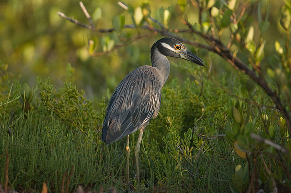 Yellow-crowned Night Heron (Nyctanassa violacea)