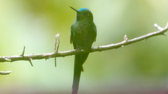 Long-tailed Sylph (Aglaiocercus kingi)