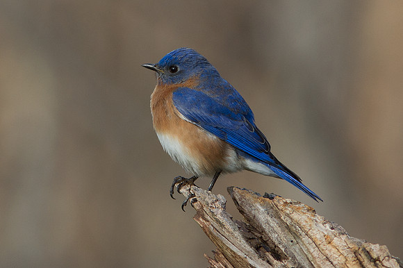 Eastern Bluebird (Sialia sialis) Male