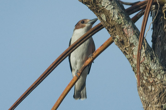 Black-crowned Tityra (Tityra inquisitor) female