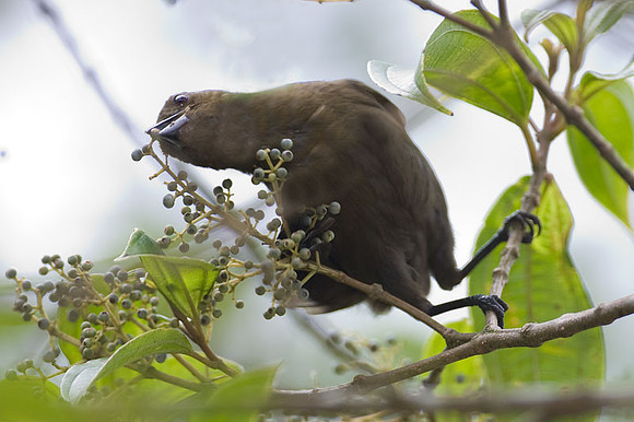 Great-tailed Grackle (Quiscalus mexicanus) female