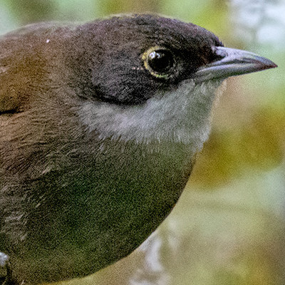 Eastern Chat-Tanager (Calyptophilus frugivorus) Male