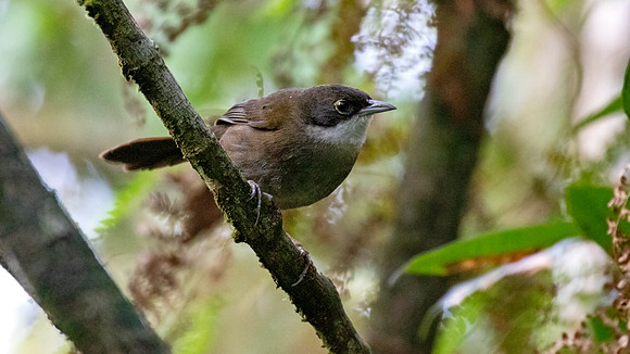 Eastern Chat-Tanager (Calyptophilus frugivorus) Male