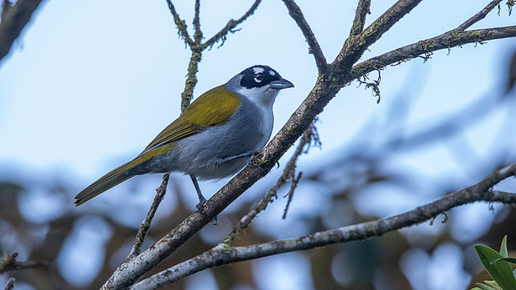 Black-crowned Palm-Tanager (Phaenicophilus palmarum)