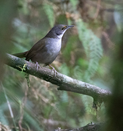 Eastern Chat-Tanager (Calyptophilus frugivorus)