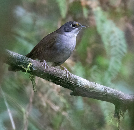 Eastern Chat-Tanager (Calyptophilus frugivorus)