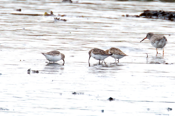 Dunlin (Calidris alpina)