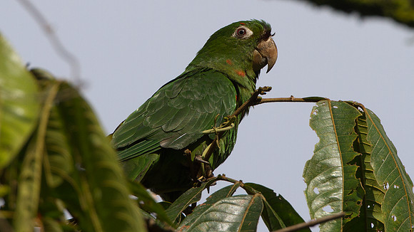 White-eyed Parakeet (Aratinga leucophthalma)