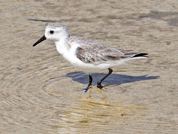 Sanderling (Calidris alba)