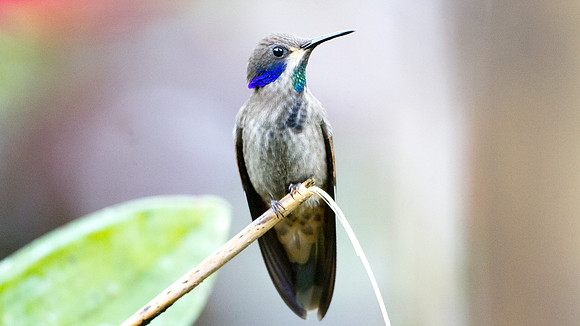 Brown Violetear (Colibri delphinae)