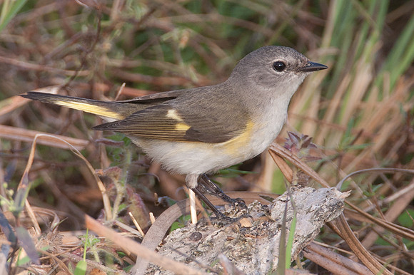 American Redstart (Setophaga ruticilla) female