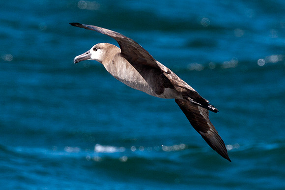 Black-footed Albatross (Phoebastria nigripes)