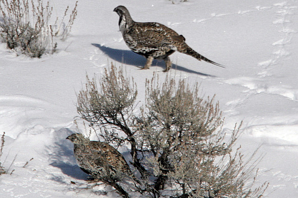 Sage Grouse (Centrocercus urophasianus)