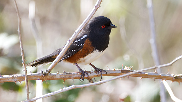 Spotted Towhee (Pipilo maculatus)
