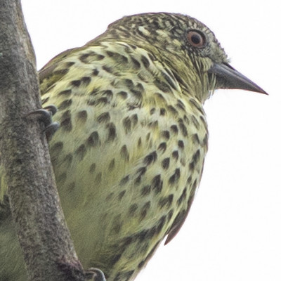 Sharpbill (Oxyruncus cristatus)