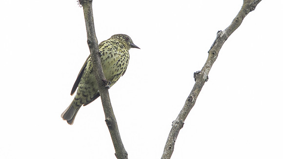 Sharpbill (Oxyruncus cristatus)