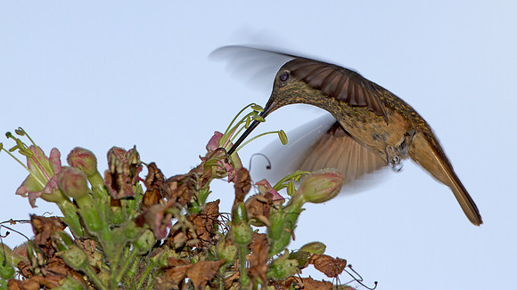 Violet-Throated Starfrontlet (Coeligena violifer)