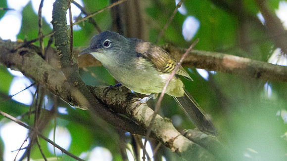 Yellow-streaked Greenbul (Phyllastrephus flavostriatus)