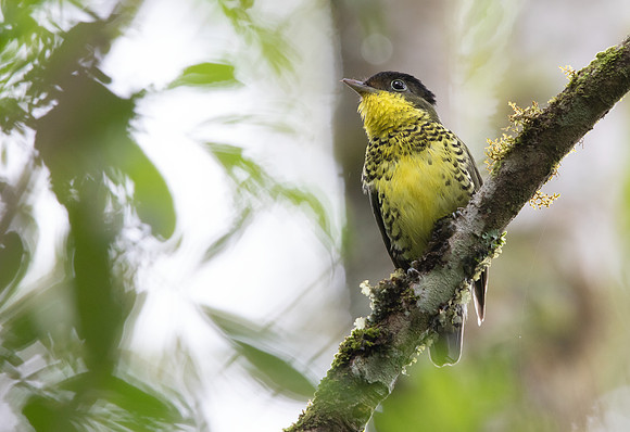 Brazilian laniisoma (Laniisoma elegans)