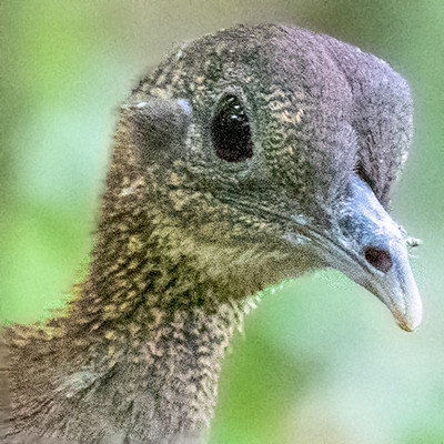 Solitary tinamou (Tinamus solitarius)